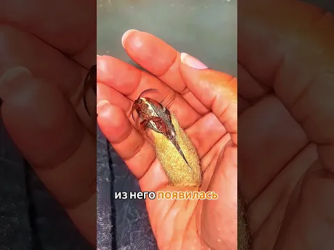 Эта Гусеница Превратилась В Настоящую Красавицу 🤯