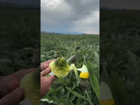 اجمل طريقه تقشير نبات الشوكية 🤩