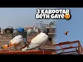 Download Lagu 3 Kabootar Aik Sath Bethy - Bazi Update - Sami Rajpoot