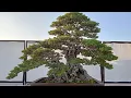 Download Lagu Sangat meriah dan rame pengunjung .perang bintang bonsai di ASPAC Bali sdah di tentukan jawaranya