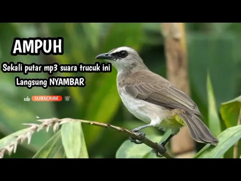 Download MP3 Suara mp3 PIKAT burung TRUCUKAN // SEKALI DENGAR LANGSUNG NYAMBAR.