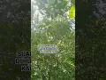 Download Lagu SUARA MONYET DI HUTAN TROPIS KLIMANTAN #shorts #hewan #binatang #monyet #kalimantan  #alamindonesia
