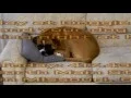 On Command Doggie Daycare - Joplin MIssouri