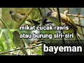 Download Lagu Mikat cucak rawis / burung siri-siri bayeman...-rangga channel dor