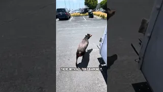#fyp #dream #doberman #pets #youtube