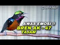 Lagu AWAS EMOSI !! KOLIBRI NINJA GACOR FULL BREN AK - 47 AMPUH UNTUK MASTERAN KONIN BAHAN GACOAN ANDA