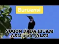 Download Lagu Sogon Dada Hitam||burung madu cantik dari Maluku Selatan