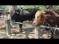 Download Lagu 15.500‼️PASAR SEPI BAKULE PUSING JANTAN HARGA MURAH | Pasar Sapi Kerek