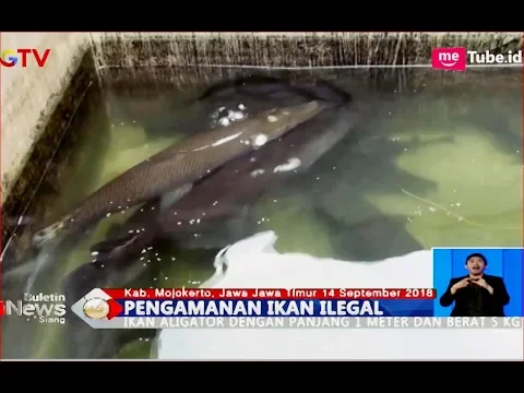 Download MP3 Warga Mojokerto Pelihara 17 Ekor Ikan Aligator di Rumahnya - BIS 15/09