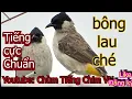 Download Lagu tiếng chim bông lau (đít vàng) chuẩn nhất mồi đấu chóe cực chất