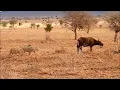 Download Lagu Young buffalo calf isn't scared of this lions