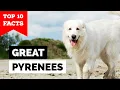Great Pyrenees - Top 10 Facts