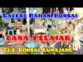 Download Lagu BAHAN BONSAI DANA PELAJAR LAGI 👍📱+6285784899484 #bonsai #hobbybonsai #tanamahias #trending 