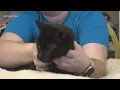 Paws for Pets Corpus Christi Jan 28th