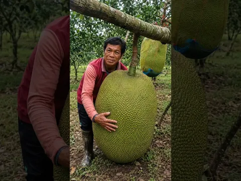 इतने बड़े कटहल कैसे उगा लेते हैं ये लोग 😯 #big #jackfruit