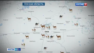 Ситуация с косулями в Омске становится все напряженнее