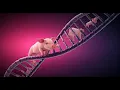 Unlocking Pig Breeding Potential Genetics Explained