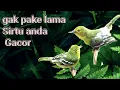 Download Lagu Pancingan Sirtu Gacor Fighter Memanggil Betina Tepat Buat Pancingan Atau Pikatan