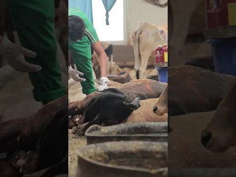 श्री कृष्ण जन्माष्टमी ऐसे मनाएँ कि कान्हा भी प्रसन्न हो जाएँ! GSD Animal Hospital
