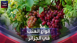 أنواع العنب في الجزائر دندنها