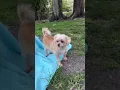 of adoptable pet named Luxe