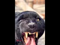 Download Lagu Black panther roar#panther#mammals#animalsounds@mamatv8542.