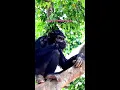 What Do Chimpanzees Eat
