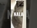 Download Lagu Nala the Cat