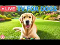 Download Lagu 🔴24 Hours of Dog TV🎵🐶Calming Music to Help Dogs Sleep🐾🩷Soothing Music for Dogs with Anxiety \u0026 Stress