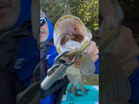 OLHA A BOCA DELE!!!Trairão 🎣🔥 #pescaria #johnnyhoffmannoficial #pescaesportiva