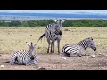 Amazing Animals Dolby Vision HDR 4K 120fps for 4K • 8K Video Ultra HD TVs