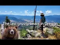 The last grizzly bears in Oregon