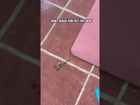 Scorpion on the loose #scorpions