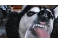 Derpy Dog Glass Lick GIF