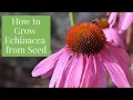 Lagu How to Start Coneflower From Seeds - Echinacea purpurea