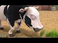Vaca Lola CuCu Tras 🐮@LaGranjaDeZenon  | Canción para niños | El Reino Infantil
