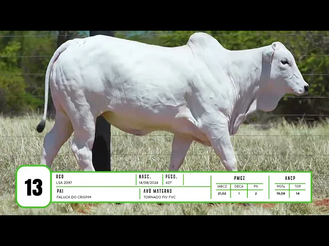 Novilha Nelore LSA - 2097