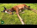 Meet Zenyatta s Last Foal a War Front Filly