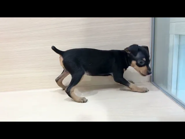 動画