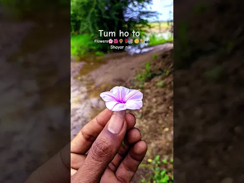 flowers🌸🌺🌻🌹🌷🌼💐 photo 📷 shayar nik