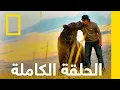Download Lagu ليلة الدب الرمادي | أميركا البرية | ناشونال جيوغرافيك أبوظبي