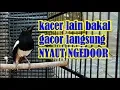 Download Lagu Kacer LAIN BAKAL GACOR LANGSUNG NYAUT NGEDOR, Dengan Suara KACER SEPERTI INI
