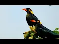 Lagu INDIAN HILL MYNA VOICE|SOUND|CALL| COMMON MYNA