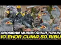 Lagu NGABISIN ! RATUSAN LOLOHAN DAN OMBYOKAN DIJUAL HABIS HABISAN HARI INI DIKIOS PASAR BURUNG PRAMUKA