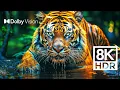 Download Lagu WILD WORLD DOLBY VISION™ | EXTREME COLORS [8K HDR]