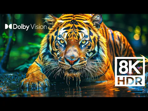 Download MP3 WILD WORLD DOLBY VISION™ | EXTREME COLORS [8K HDR]