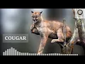 Mountain lion scream at night - cougar call scream and sounds