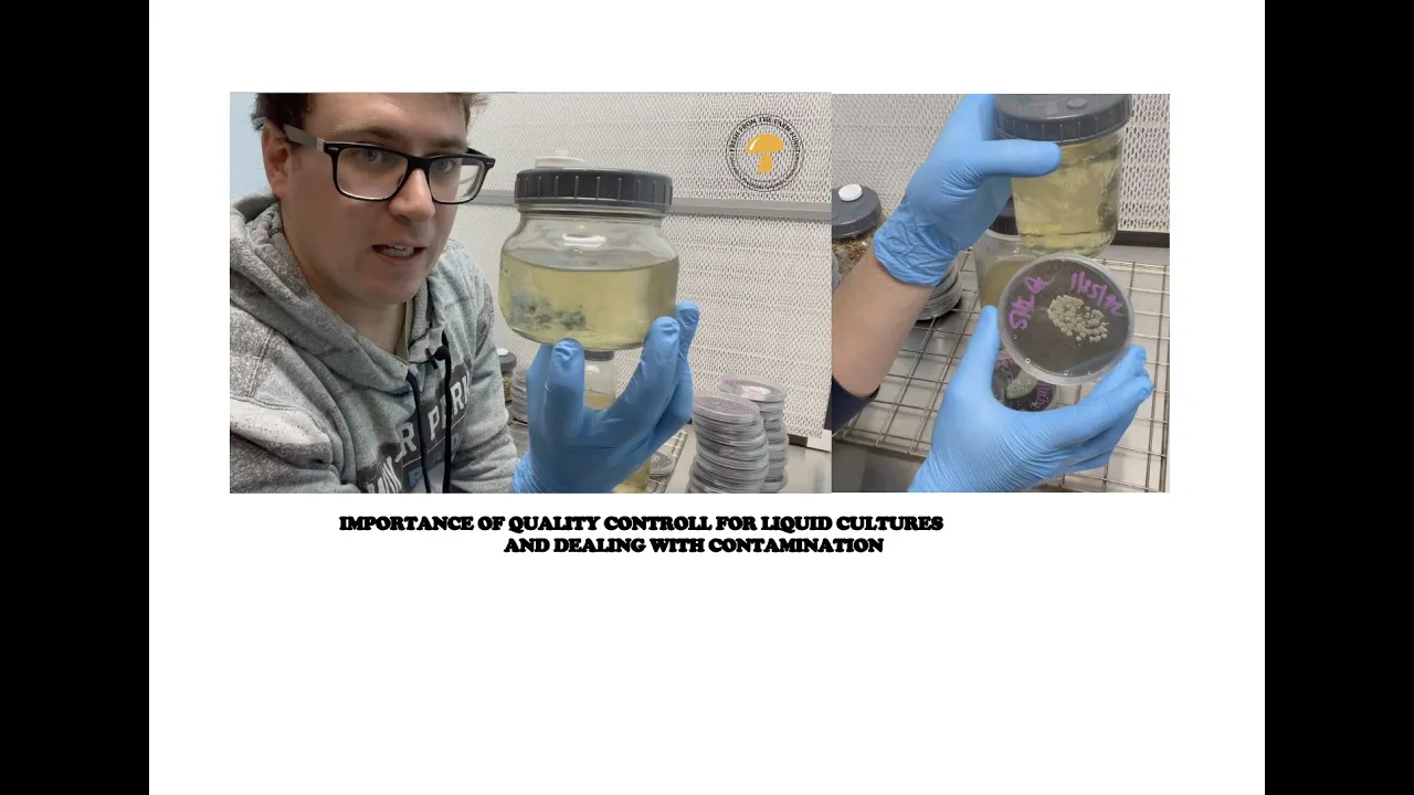 Importance of quality control for liquid cultures: dealing with contamination in LC mushroom culture