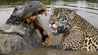 jaguar vs croc fight to death love nature