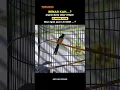 Download Lagu Suara Murai Batu Nias Blacktail #muraibatu #muraibatunias #muraibatuniasblacktail
